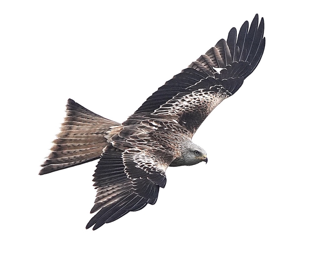 red kite